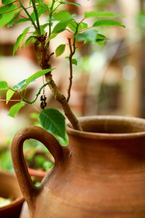 Hospedaria Tayrona Lencois Buitenkant foto